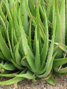 Barbadensis Miller Aloe Vera Plant