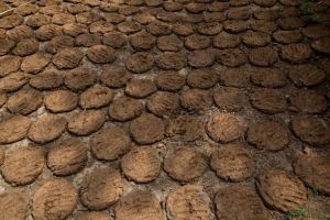 Cow Dung Uple