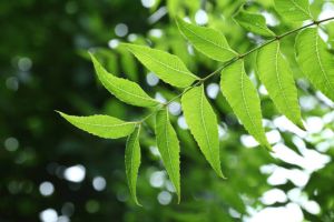 neem leaves