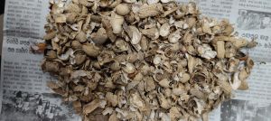 Groundnut Shell Groundnut Shell