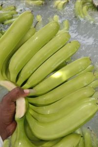 Green Organic Fresh Cavendish Bananas for Cooking, Human Consumption