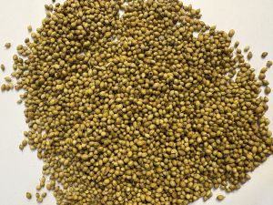 Coriander Seeds