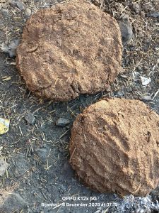 Cow Dung, Color : Brown for Religious, Hawan, Pooja