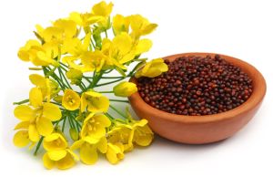 Black Mustard Seeds, Seed Type : Hybrid 9%