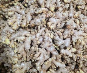 Ginger, Form : Whole For Cooking Flavoring