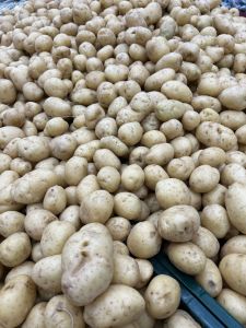 Fresh New Potato, Packaging Size : 50Kg