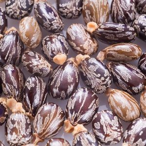 Dried Castor Seeds Dried Castor Seeds