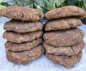 cow dung cow dung