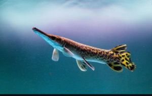 Aquarium Fish Alligator Gar