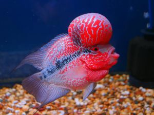 Flowerhorn Fish, Color : Red, Silver