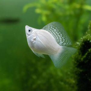 Molly Fish, Color : White for Home, Restaurant, Home Aquarium