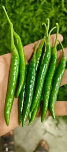 G4 Gauri Green Chili