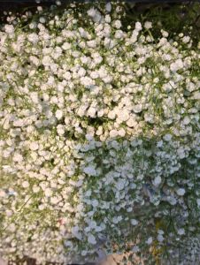 Gypsophila Flower Gypsophila Flower