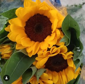 Sun Flowers, Type of Flowering Plant : Natural