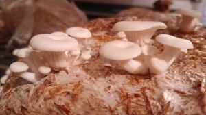 Brown Natural Dry Oyster Mushroom