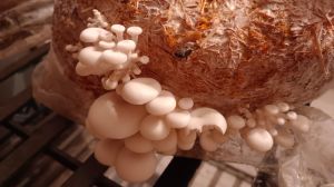 Fresh Oyster Mushroom