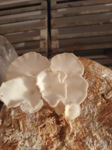 Oyster Meat Powder Oyster Meat Powder