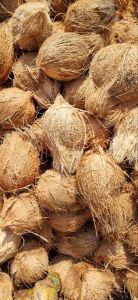 Coconut