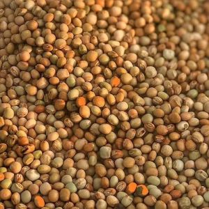 Organic Pigeon Pea