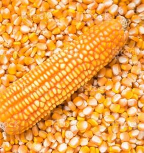 Maize Seeds