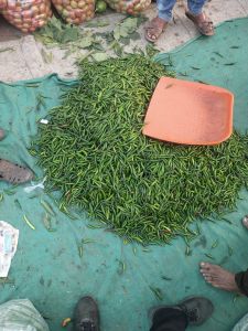 Fresh Green Chili (Sonal)