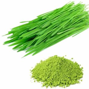 Natural Wheatgrass Powder