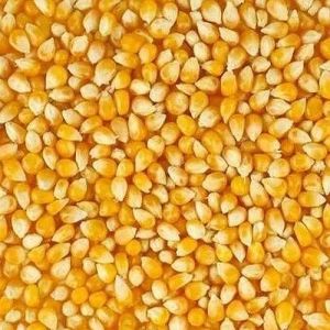 Natural Yellow Maize Seeds