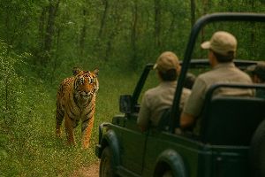 Tiger Safari Services