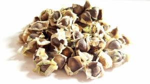 Agricultural Moringa Seeds