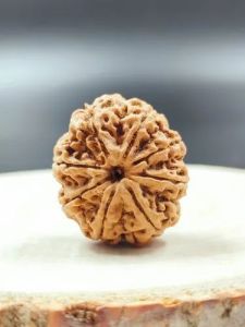 5 Mukhi Rudraksh Bead