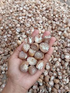 Betel Nuts