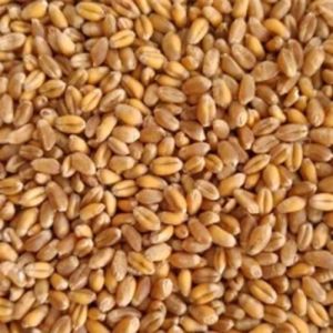 Sharbati Wheat Seeds Sharbati Wheat Seeds