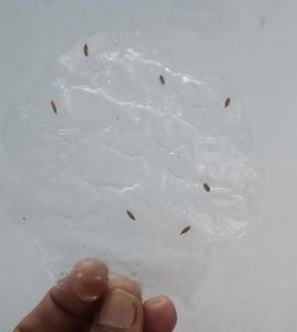 Sago Papad, Color : Light Yellow, Packaging Type : Plastic Packet