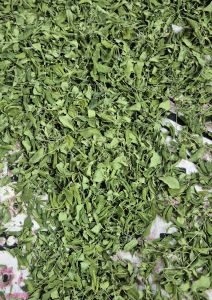 Moringa Dried Leaves, Color : Green, Grade : Medicine Grade