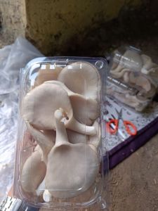 Organic Fresh Oyster Mushroom, Packaging Size : 500g, 1Kg Box