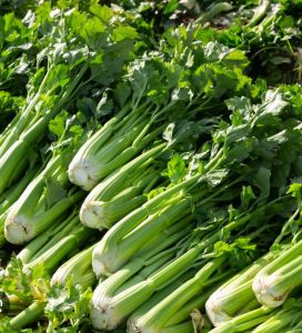 Fresh Celery Leaves for Cooking, Food Industries, Human Consumption