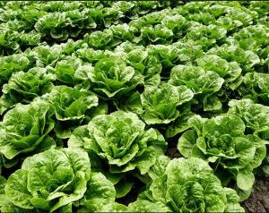 Romaine Lettuce