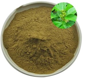 Gymnema Extract Powder