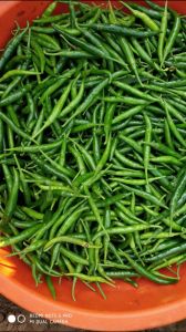 Fresh G4 Green Chilli Fresh G4 Green Chilli