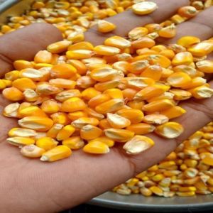 Organic Yellow Maize, Packaging Size : 50Kg