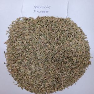Natural Greenish Light Brown Aromatic European Fennel Seeds