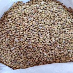 Natural Greenish Brown Eagle Coriander Seeds