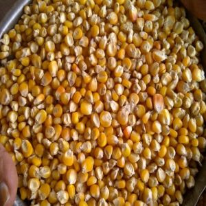 Indian Yellow Maize Seeds, Purity : 99% Cleaned