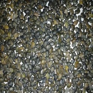 Greyish Green To Dark Green Sun Hemp Seeds