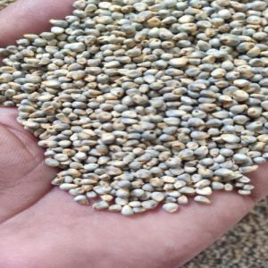 Whole Green Millet Seeds, Color : Natural Light Greenish Beige