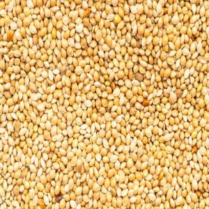 Yellow Millet Seeds, Packaging Type : Gunny Bag Or PP Bag