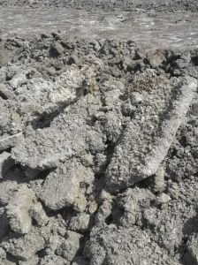 Unwashed Marine Gypsum