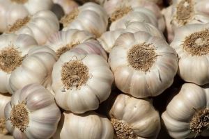 Fresh Garlic, Form : Chennai for Export