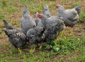 Black Saso Breed Chicks for Laying Eggs & Meet