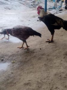 Pakistan Aseel Breed Chicks
